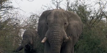 Zraněného slona nedokázal lovec ani napotřetí dorazit. Tajné video šokovalo Ameriku