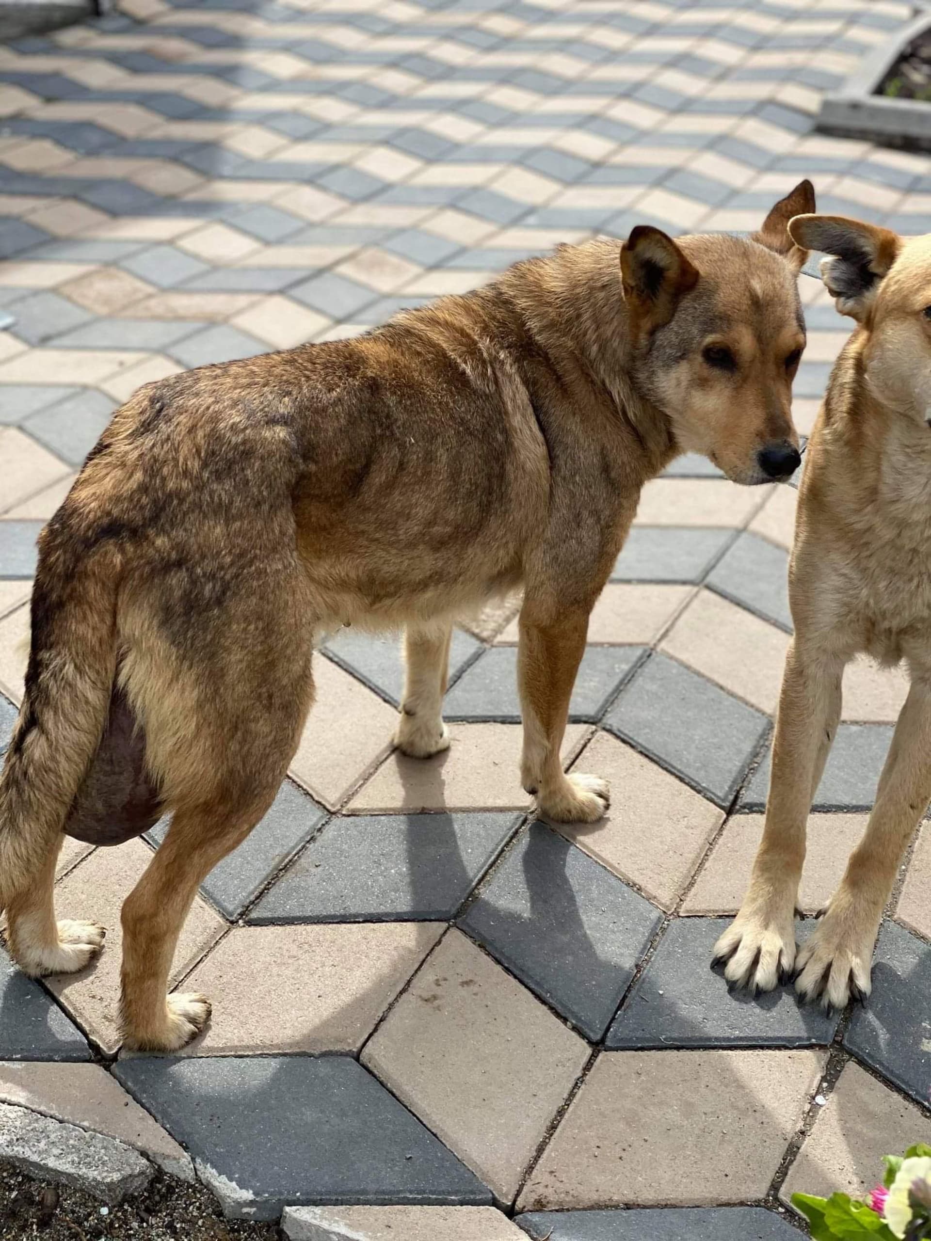 Jak se žije psům v Rumunsku?