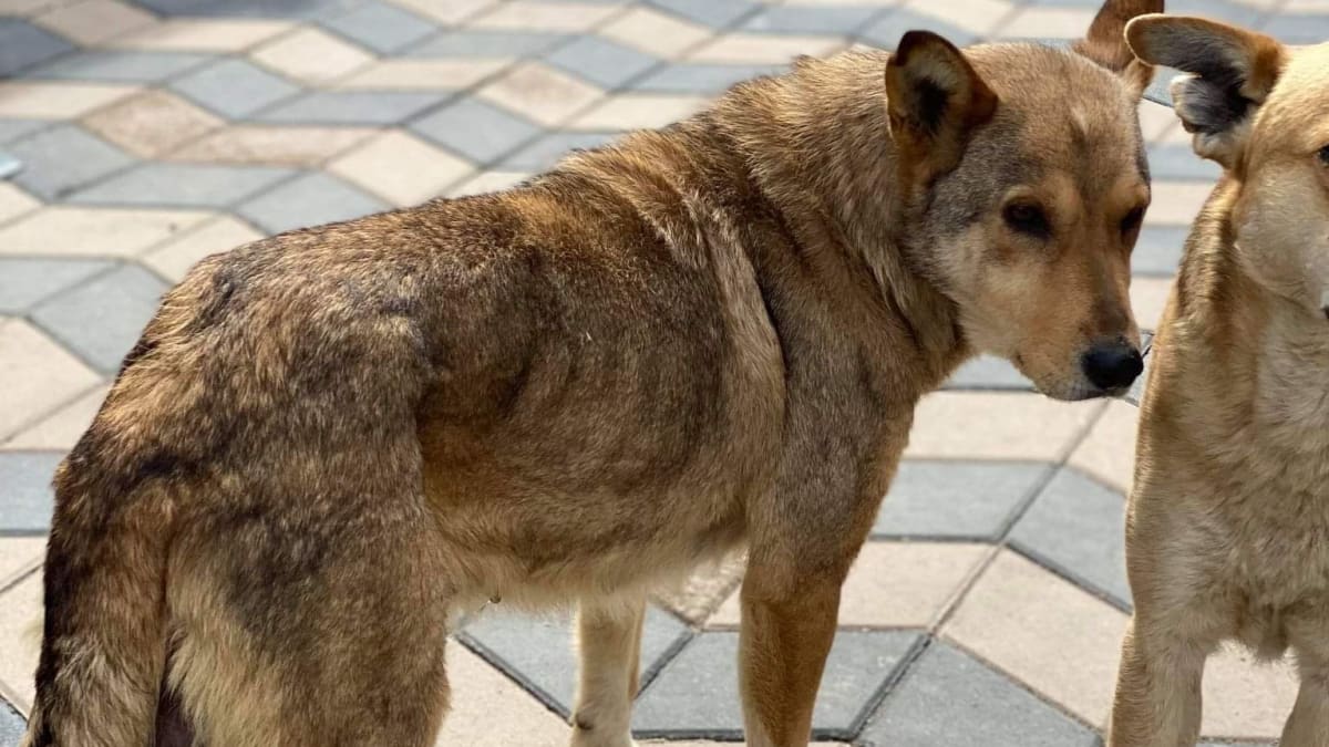 Jak se žije psům v Rumunsku?