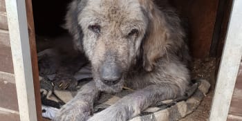 Očima psa číslo 651: Státní útulky v Rumunsku jsou doslova peklo na zemi
