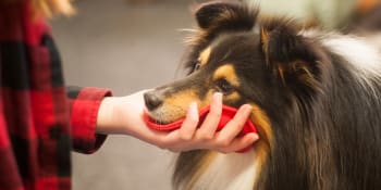 Radecha Spudilová: Jak naučit psa nechat se ošetřit? Po dobrém! 