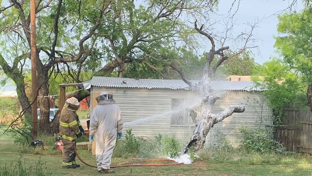 Odstraňování úlu s nebezpečnými včelami zabijáky (Autor: Breckenridge Fire Department)