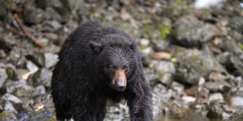 Tragický útok medvěda žena nepřežila. Správci parku zvíře i s mláďaty zastřelili
