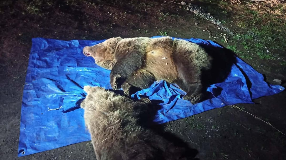 Ochránci Tatranského národního parku museli usmrtit dvojici medvědů.