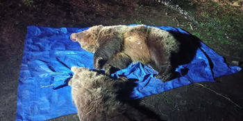 Usmrcenou medvědici plašili záchranáři už dříve. Loni se vlámala do pekárny