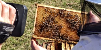 Včela medonosná se stala hospodářským zvířetem. Jak vypadá její chov?