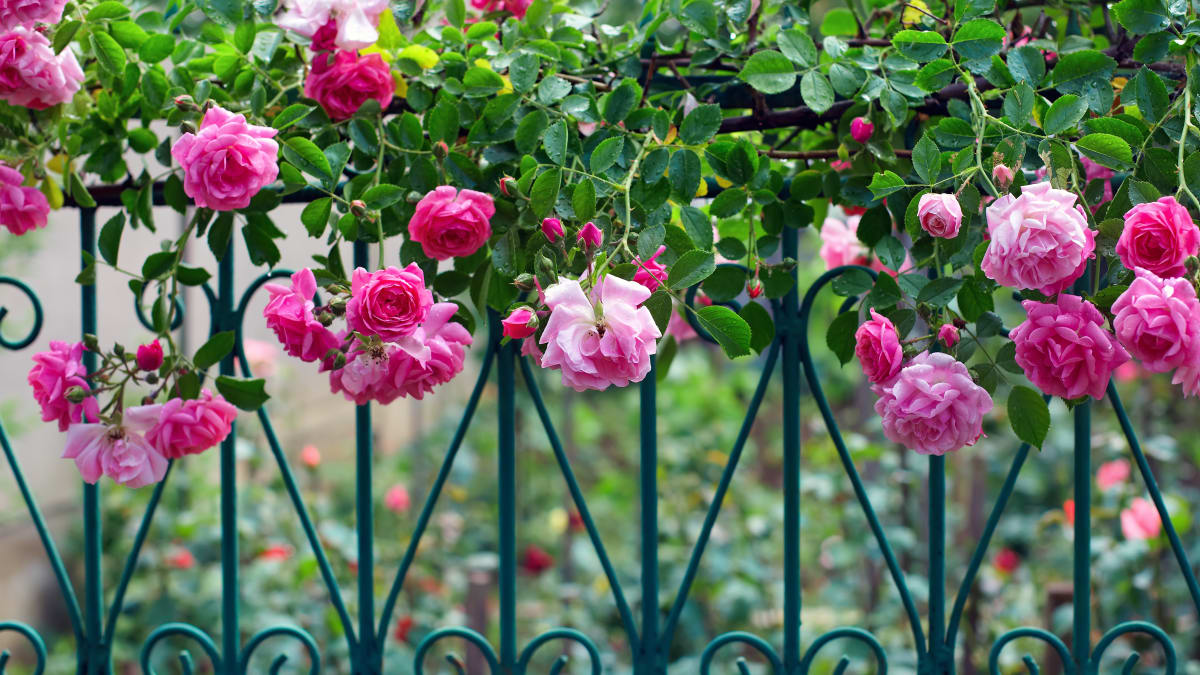 Růže a jejich pnoucí druhy můžou zdobit i váš plot. 