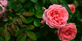 Péče o růže na jaře vám zajistí jejich bohaté kvetení