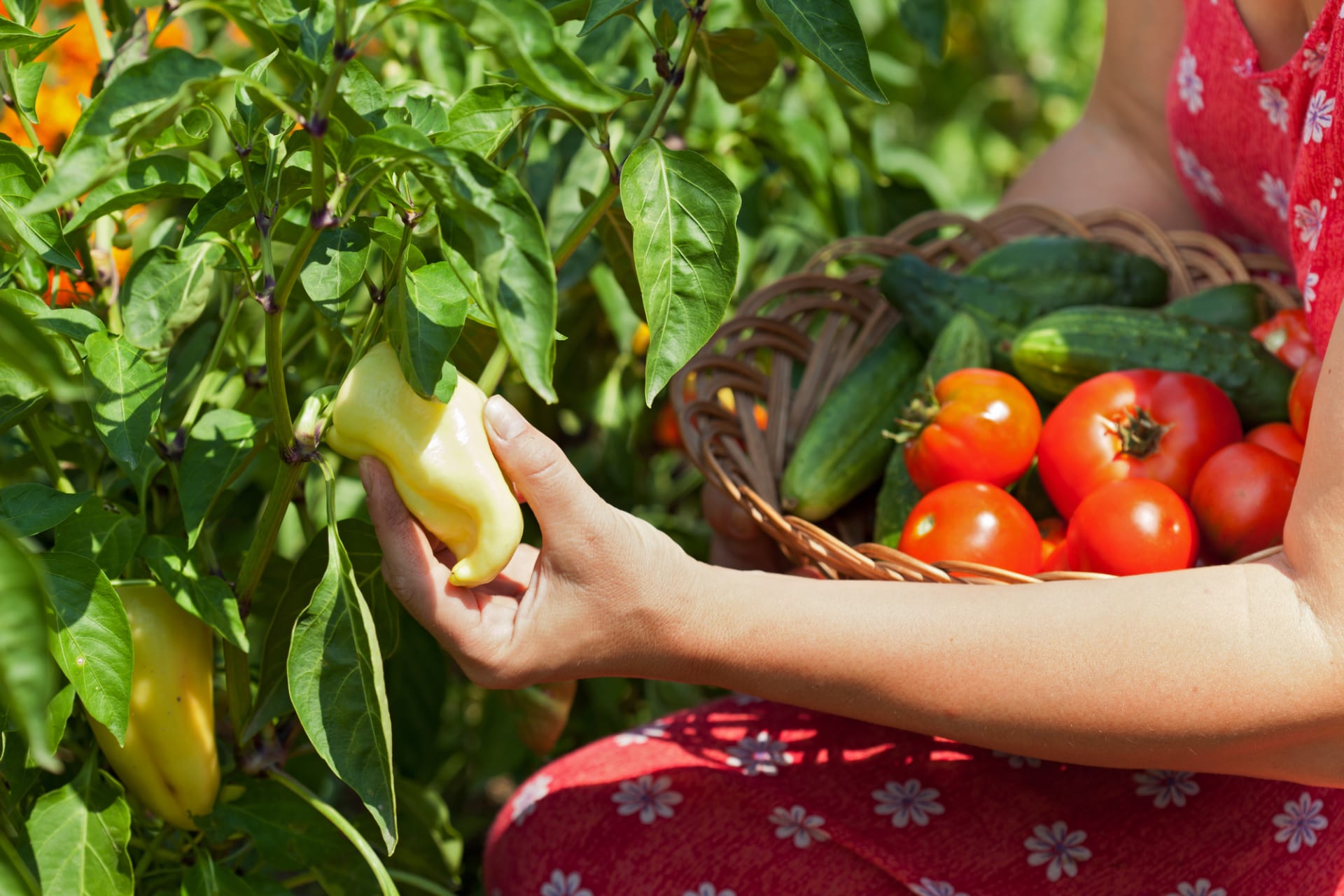 Bohatá úroda rajčat, paprik a okurek z vlastní zahrady