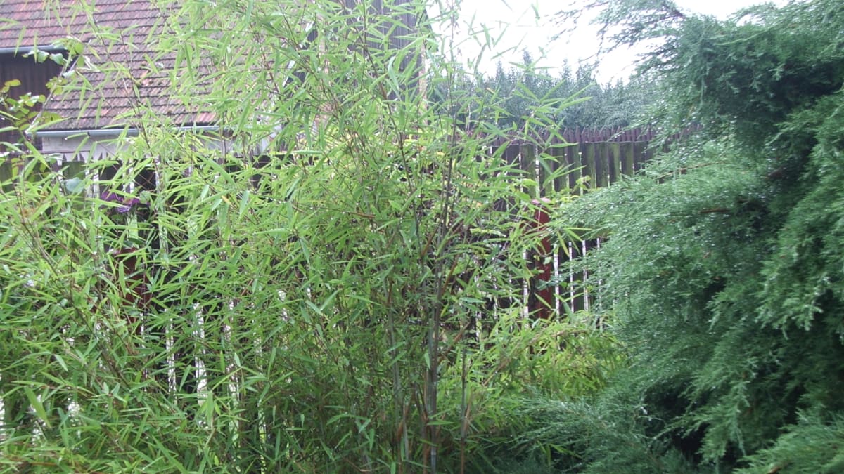 Bambus ve smíšené výsadbě
