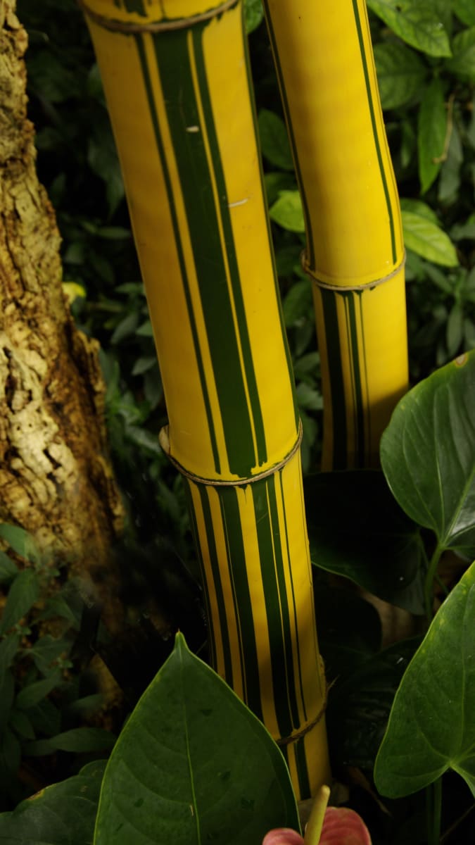 Stonky bambusu mohou být velmi dekorativní