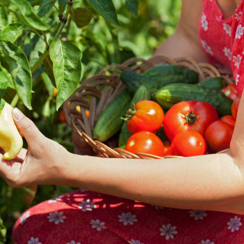 Bohatá úroda rajčat, paprik a okurek z vlastní zahrady