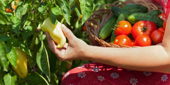 Jak správně pečovat o plodovou zeleninu na záhonech i v nádobách