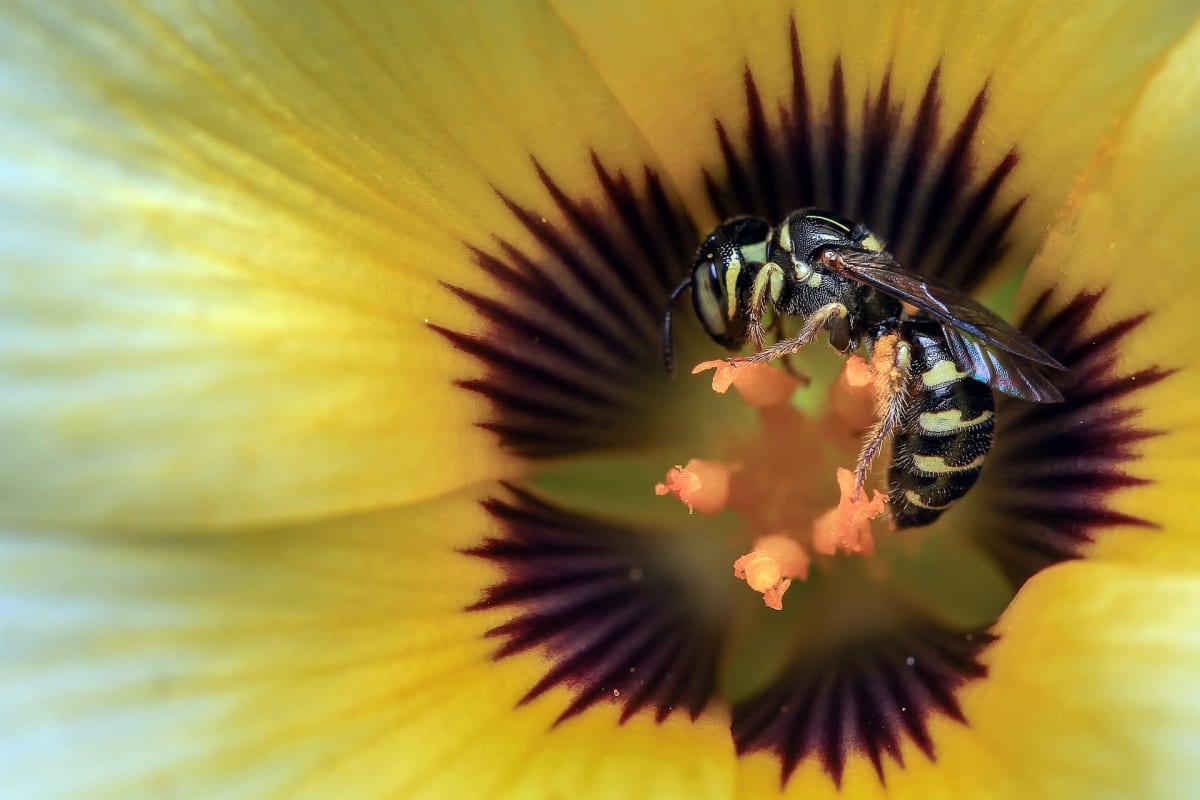 Včela medonosná není ani zdaleka opylovatel. Foto: Pixabay.com