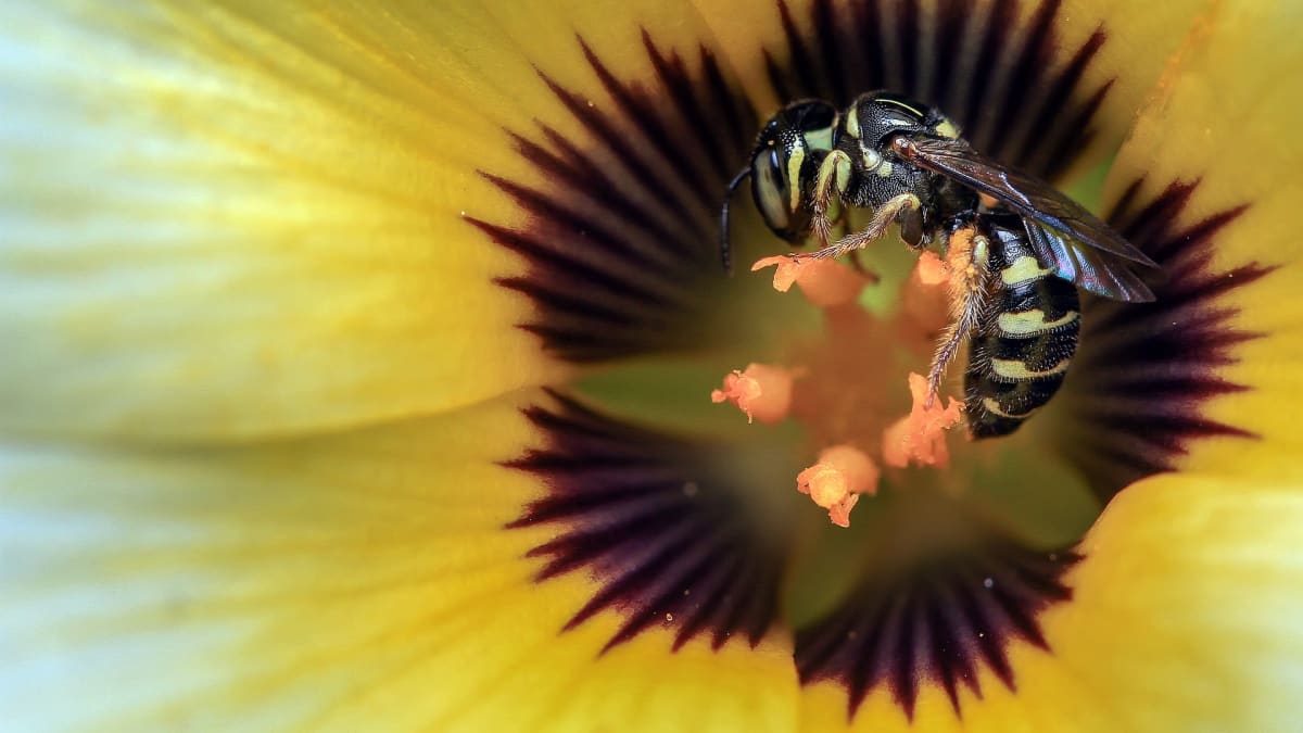 Včela medonosná není ani zdaleka opylovatel. Foto: Pixabay.com