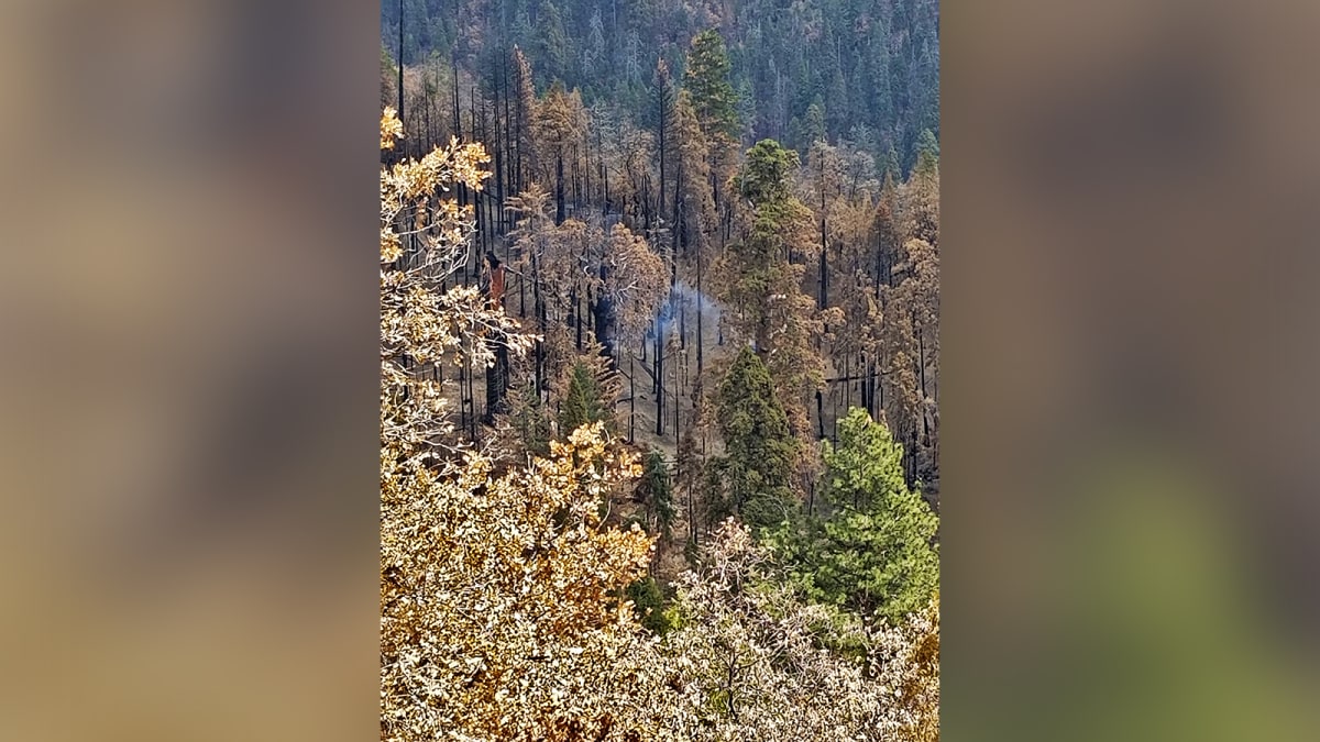 Od loňských požárů v Kalifornii v národním parku stále doutná obrovská sekvoje. 