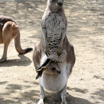 Návštěvníci Zoo Hodonín se mohou těšit i na mláďata klokanů obrovských
