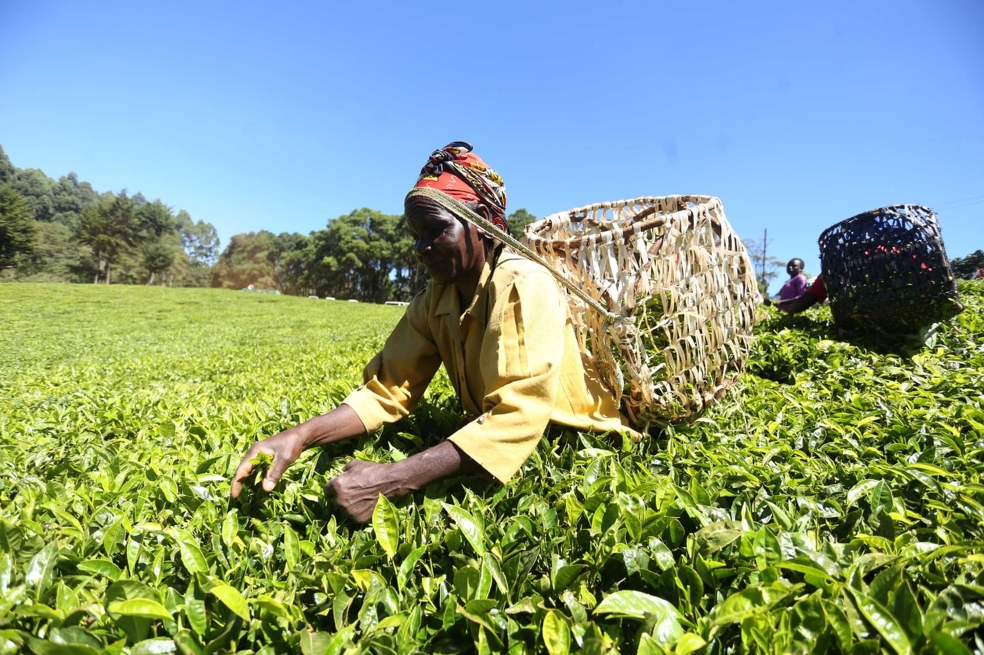 Sběr čajových lístků v Keni