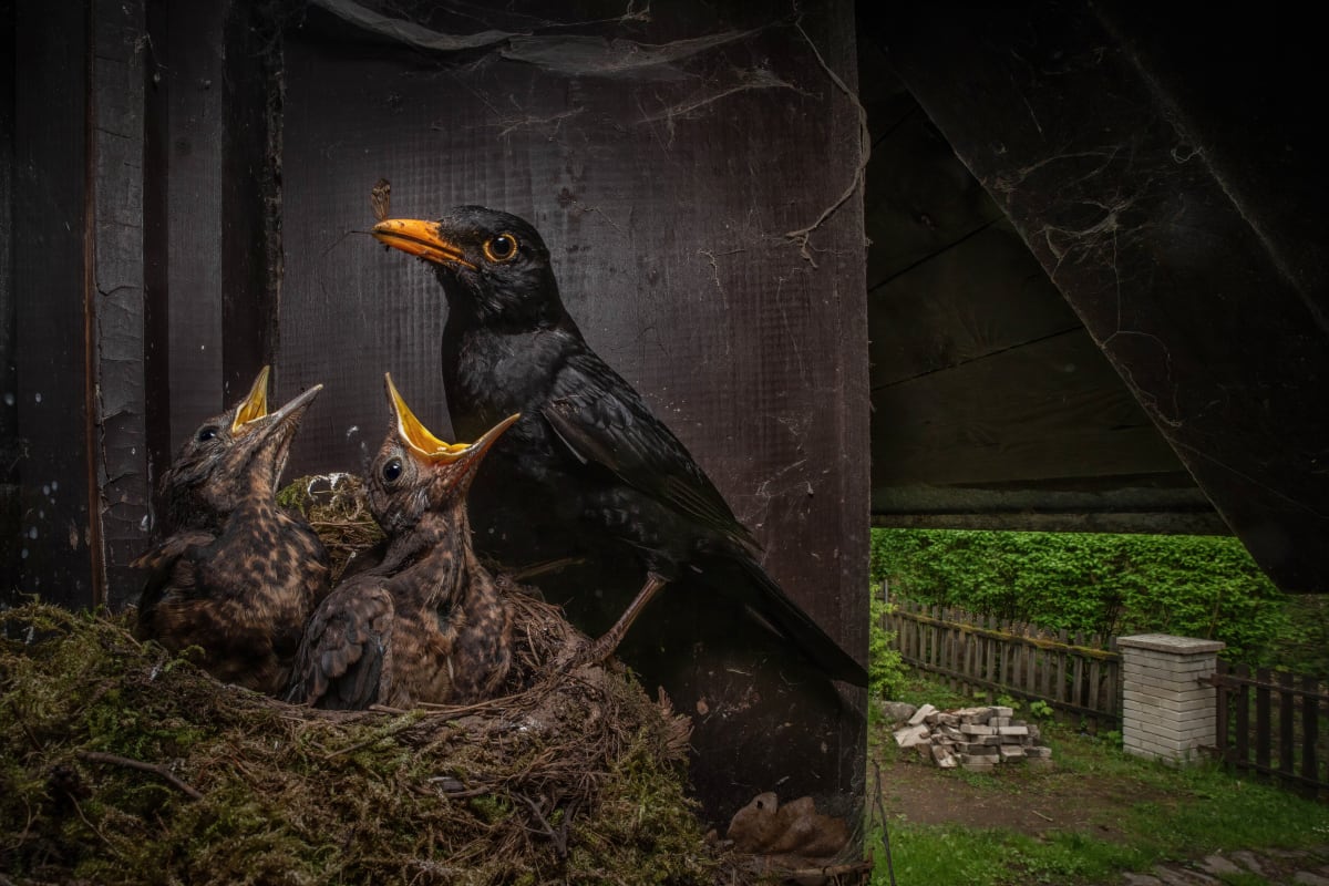 Vítězným snímkem se stala fotografie kosa krmícího v hnízdě mláďata od Igora Mikuly.