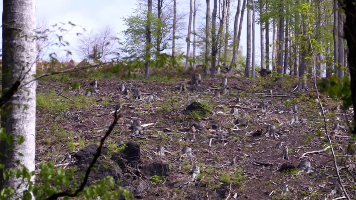 Dubové lesy v okolí Horního Jiřetína pomalu mizí.
