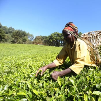 Sběr čajových lístků v Keni