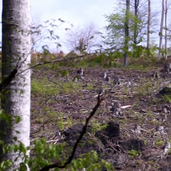 Dubové lesy v okolí Horního Jiřetína pomalu mizí.