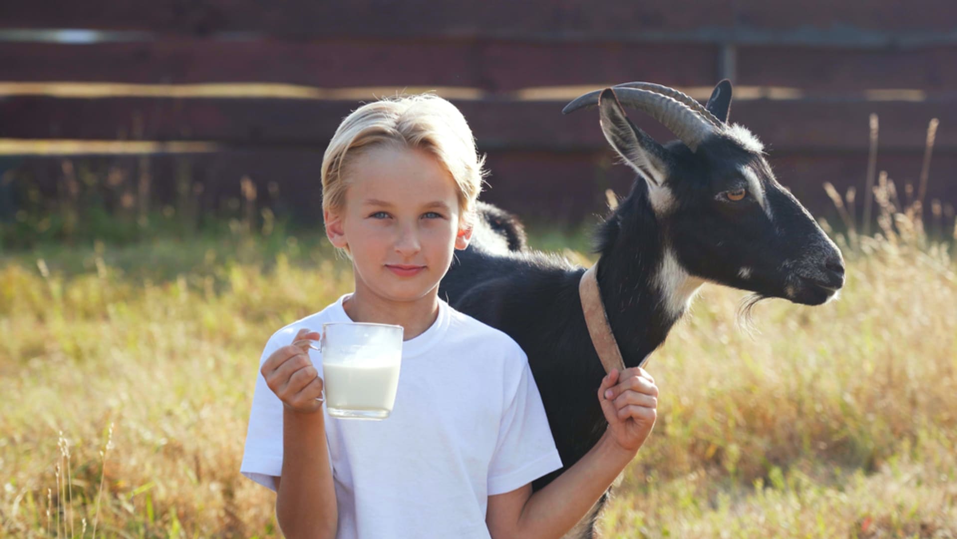 Mnozí lidé výrobky z kozího mléka odmítají kvůli jeho specifickému zápachu. Čeští vědci to ale chtějí změnit (ilustrační foto)