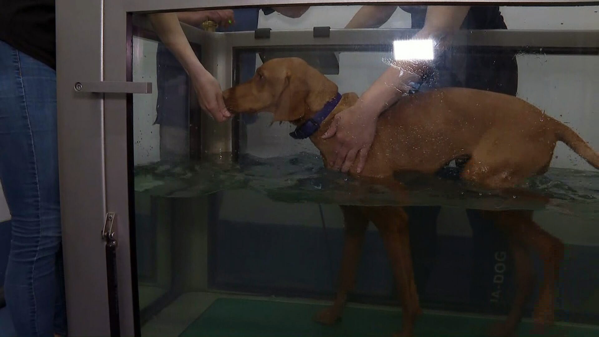 Při hydroterapii pes ulevuje bolavým kloubům.