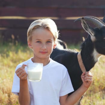 Mnozí lidé výrobky z kozího mléka odmítají kvůli jeho specifickému zápachu. Čeští vědci to ale chtějí změnit (ilustrační foto)