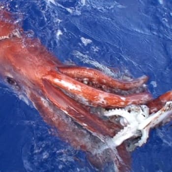 Jedna z mála fotografií zachycující krakatici obrovskou