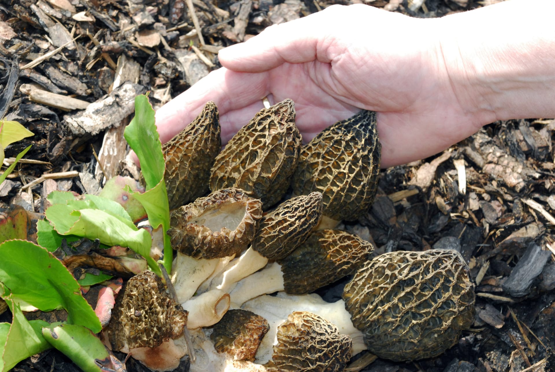 Máme dobrou zprávu pro všechny houbaře – v Česku začala houbová sezóna.