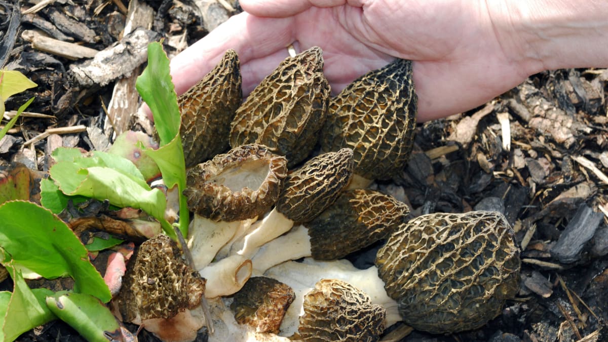 Máme dobrou zprávu pro všechny houbaře – v Česku začala houbová sezóna.