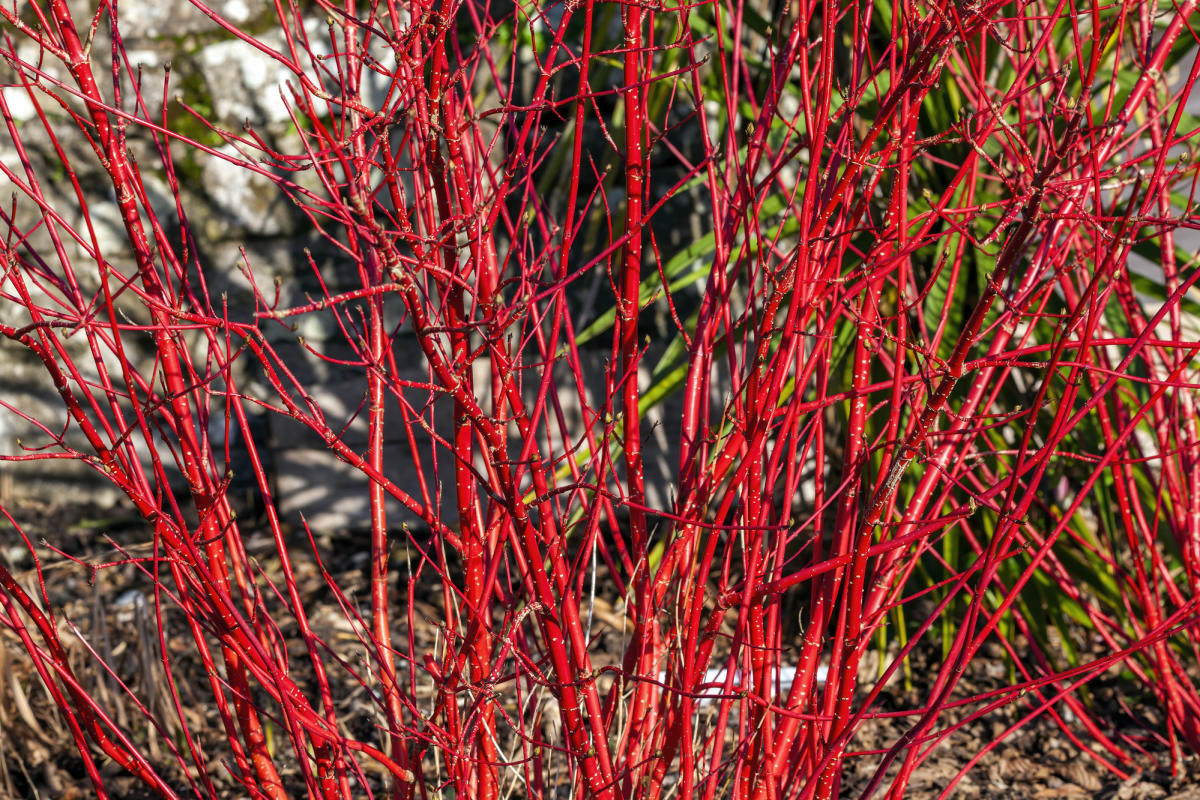 Cornus alba Sibirica se pyšní zářivě červenou barvou