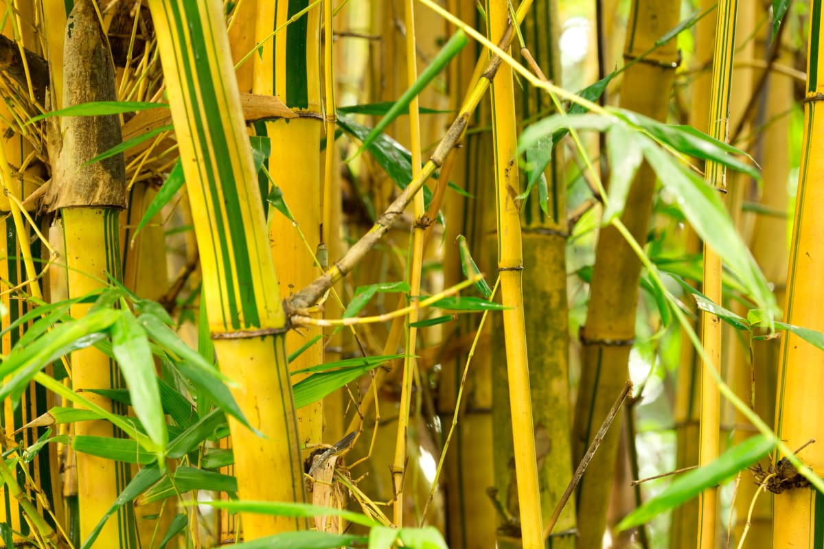 Dvojbarevný efekt pak nabízí i bambusy