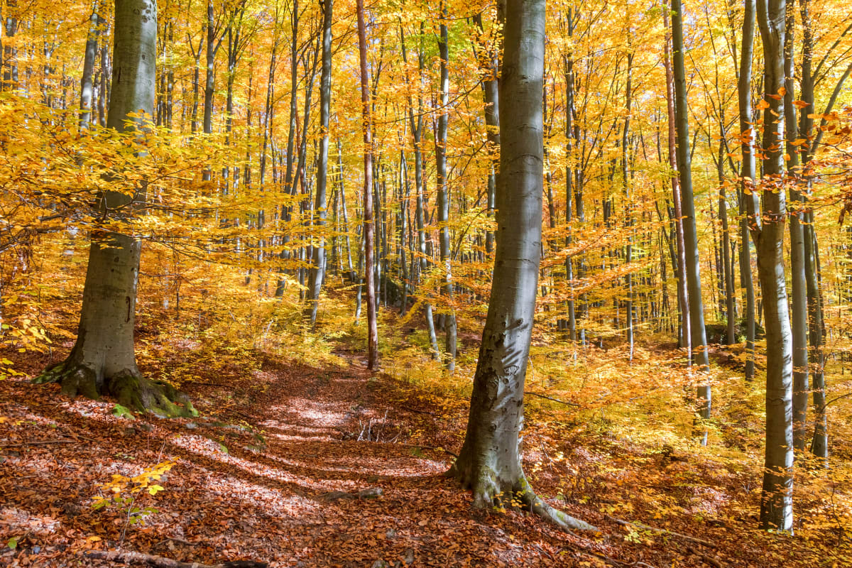 Stříbřitě sivá barva kmenů buků kontrastuje s podzimním zbarvením listů