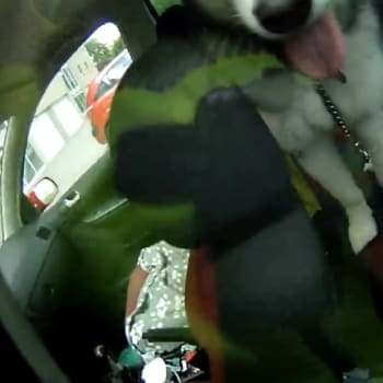 Husky byl uvězněný v autě bez vody.