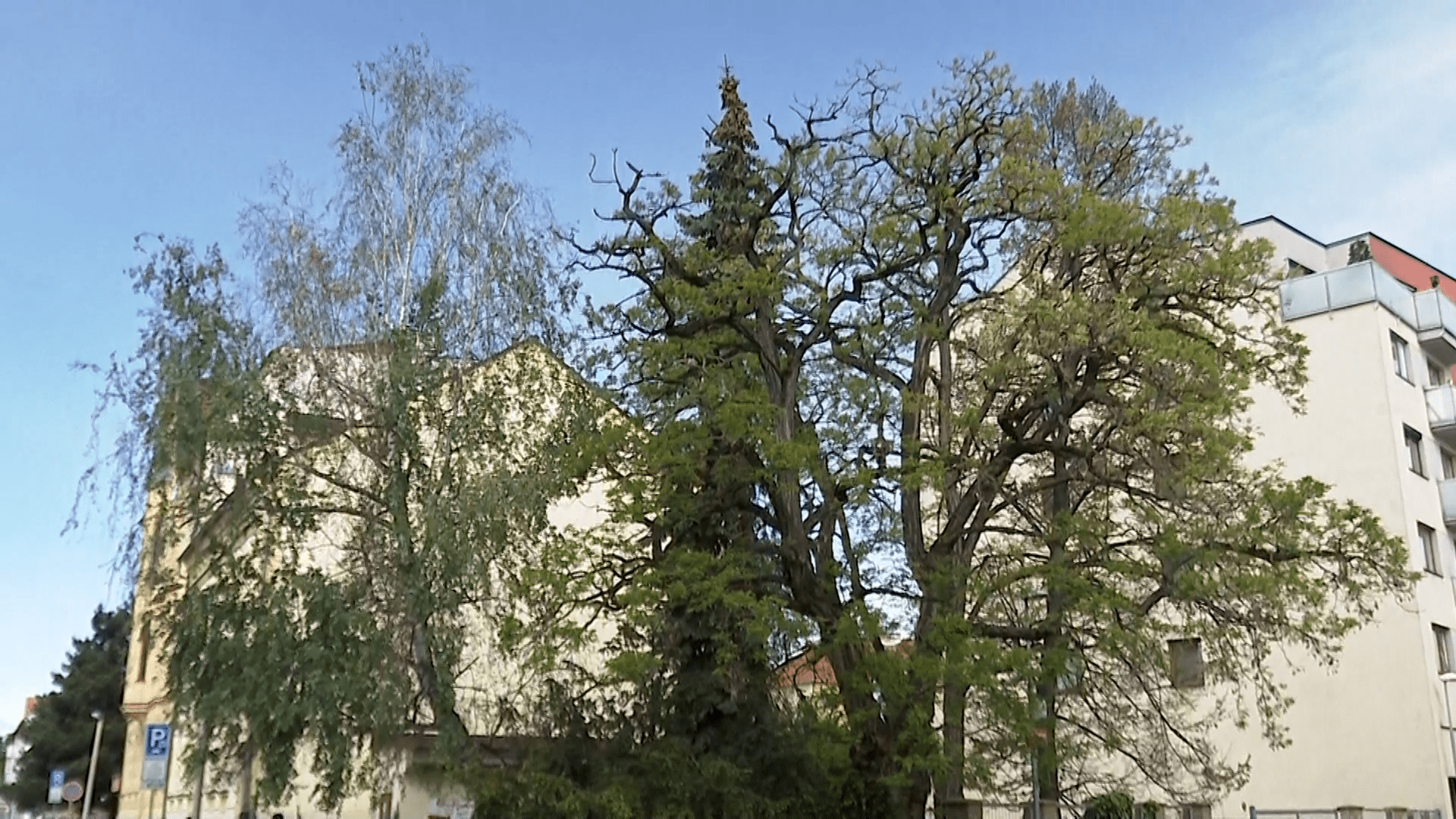 Tři vzrostlé stromy navrtal vandal v centru Českých Budějovic a do děr nalil neznámou látku.