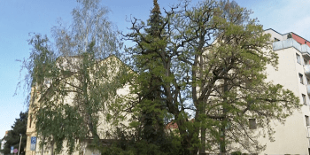 V centru Budějovic někdo navrtal stromy a do děr nalil ropnou látku. Majitelům to nevadí