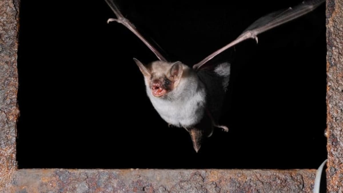 Nově odhalené vokalizace u netopýrů vědce překvapily.