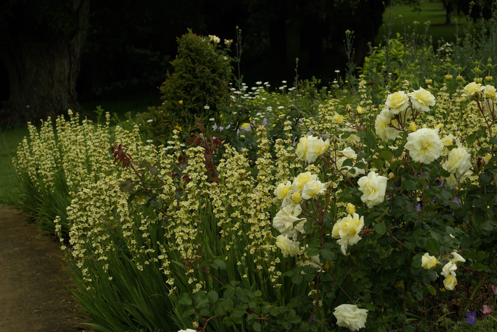 Divoký záhon vyladěný do žluté barvy. Základními druhy jsou keřové růže a badil (Sisyrinchium Striatum)