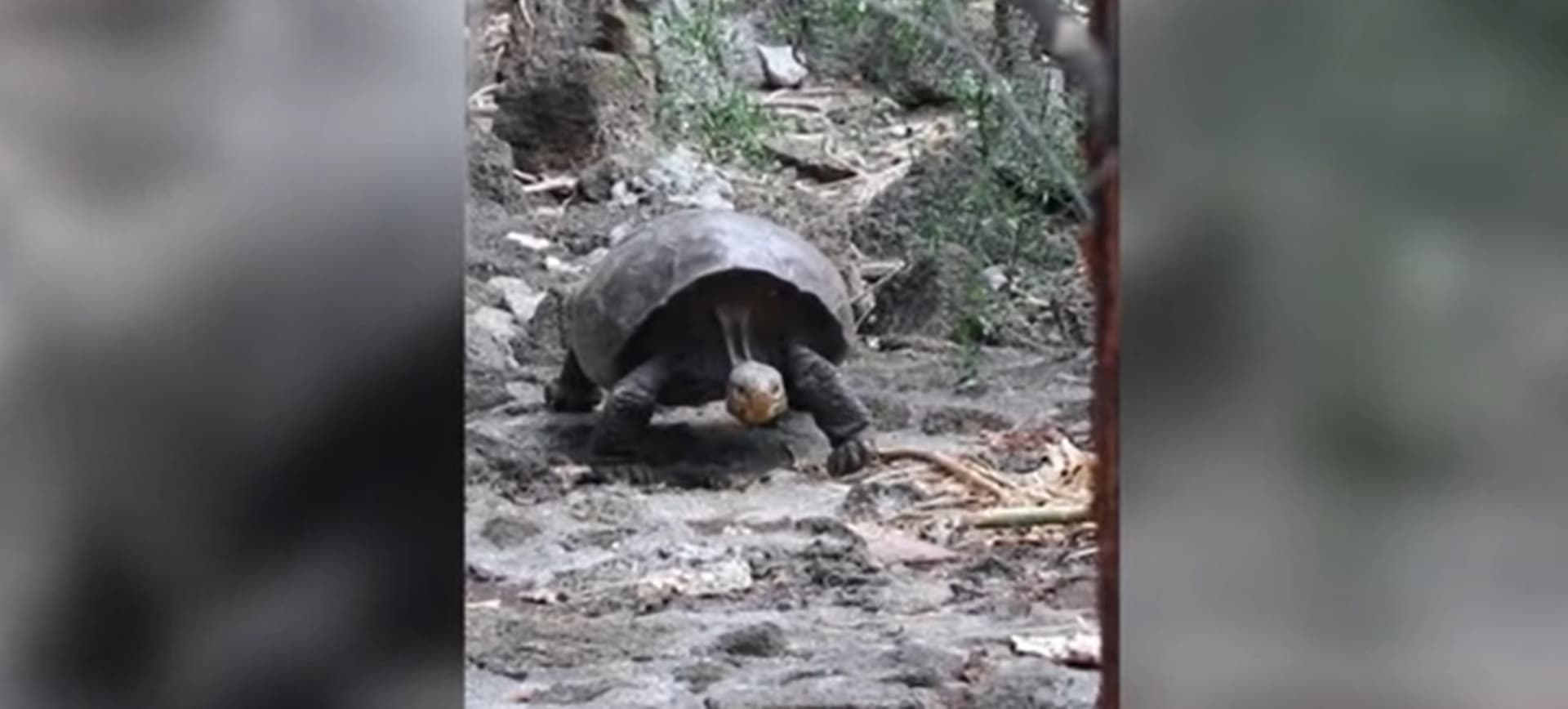 Obří želva objevená na Galapágách, která byla považována za sto let vyhynulou. 