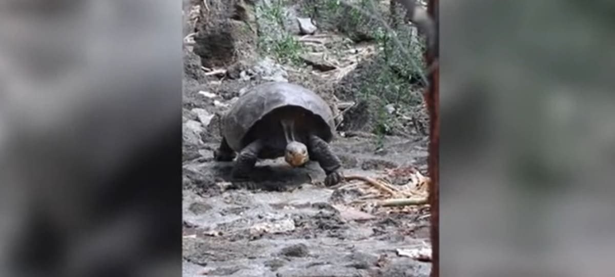 Obří želva, považovaná za sto let vyhynulou (autor: ekvádorská vláda)