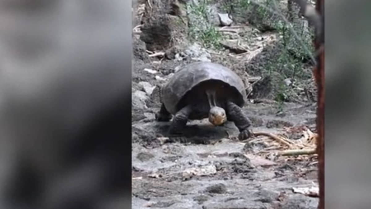 Obří želva, považovaná za sto let vyhynulou (autor: ekvádorská vláda)