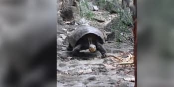 Nečekaný objev na Galapágách: Vzácná obří želva byla sto let považována za vyhynulou