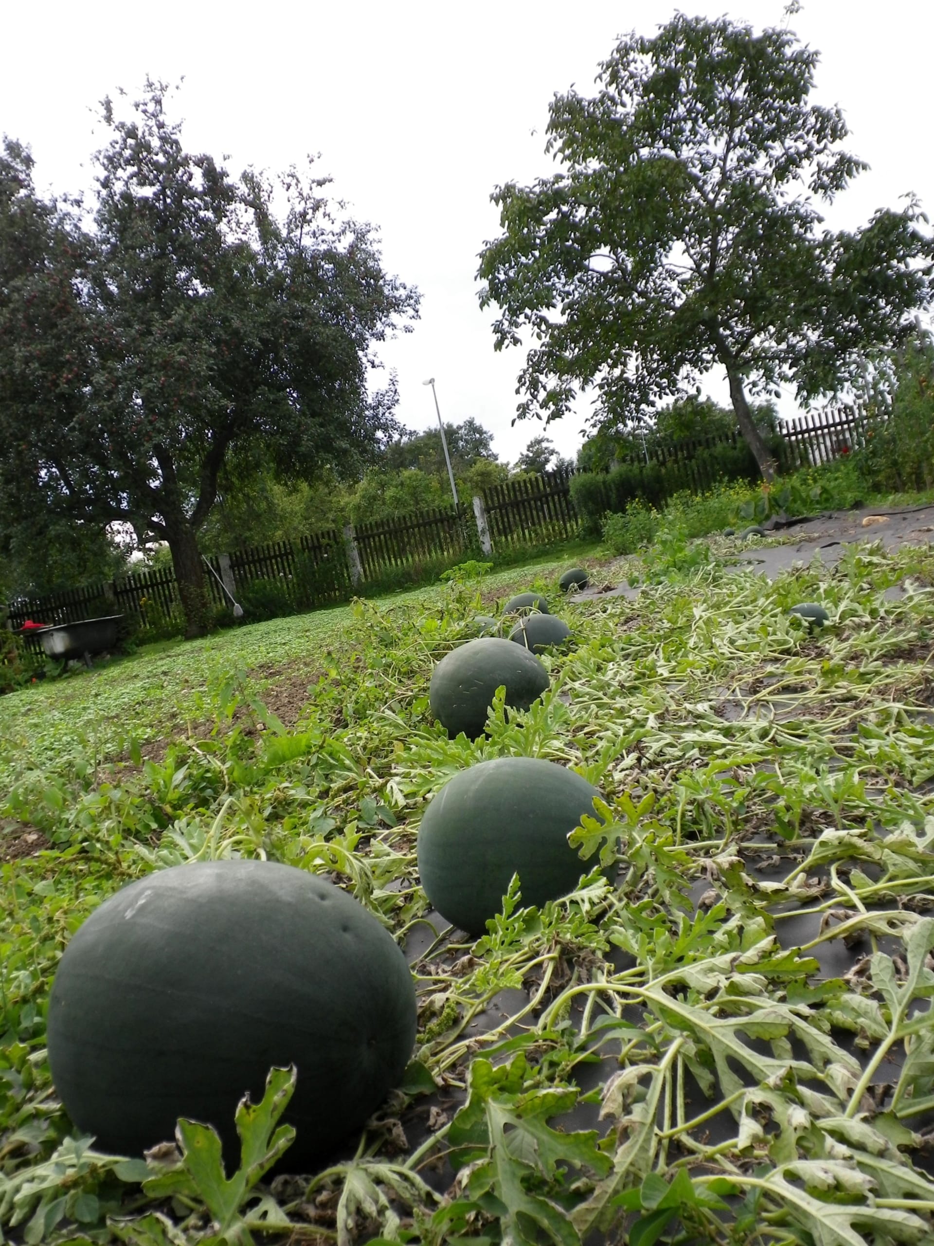 Stanoviště pro melouny volíme na slunci chráněné proti průvanu a větru. 