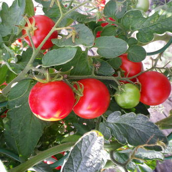 Pěstují se především tyčkové odrůdy, které je nutné vést na jeden výhon. 