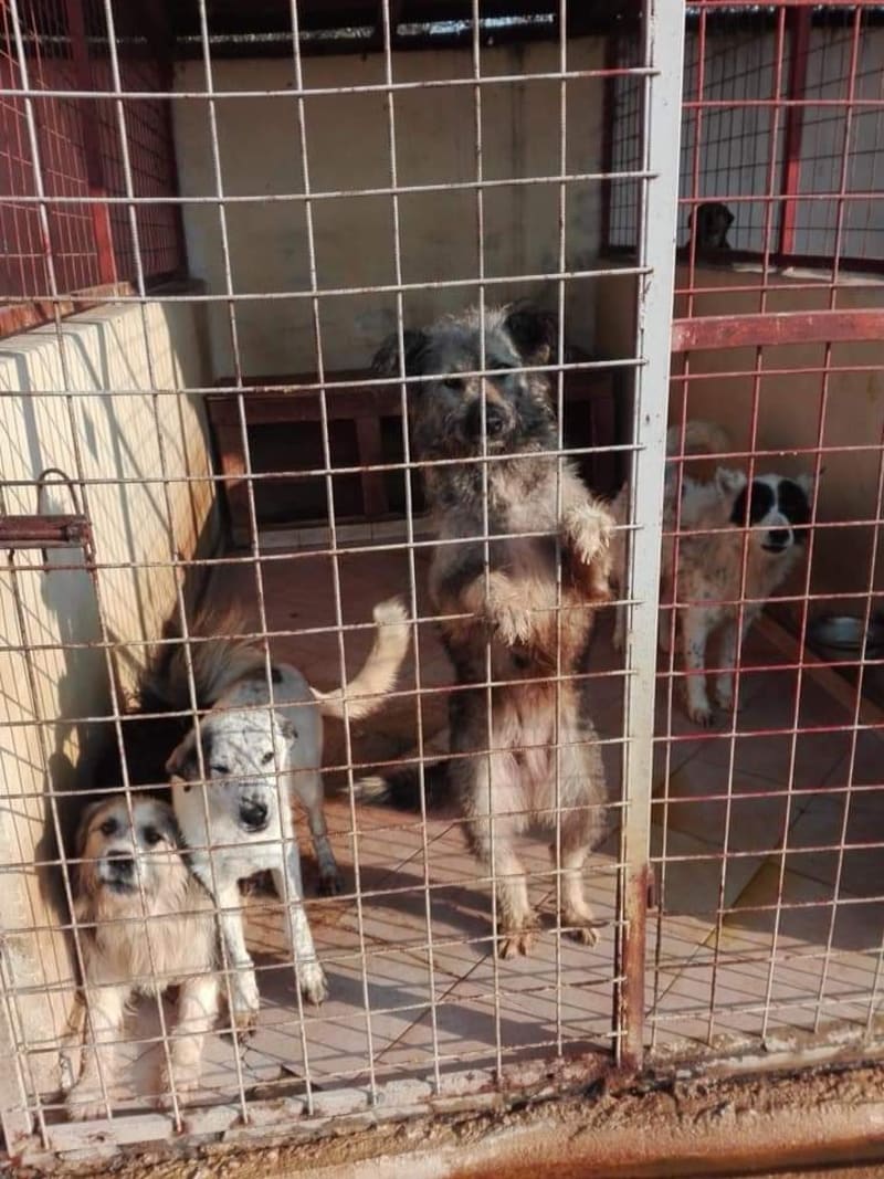 Psi ve státním útulku v Rumunsku