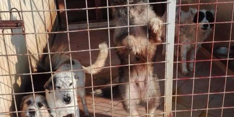 Psi ve státním útulku v Rumunsku