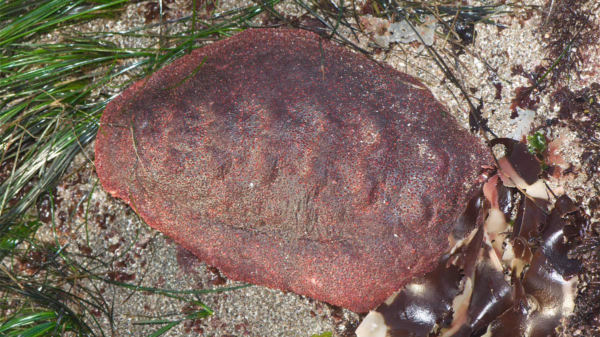 Měkkýš chroustnatka obrovská (Cryptochiton stelleri) v jehož zubech byl nalezen minerál železa (Autor: Jerry Kirkhart / Northwestern University).