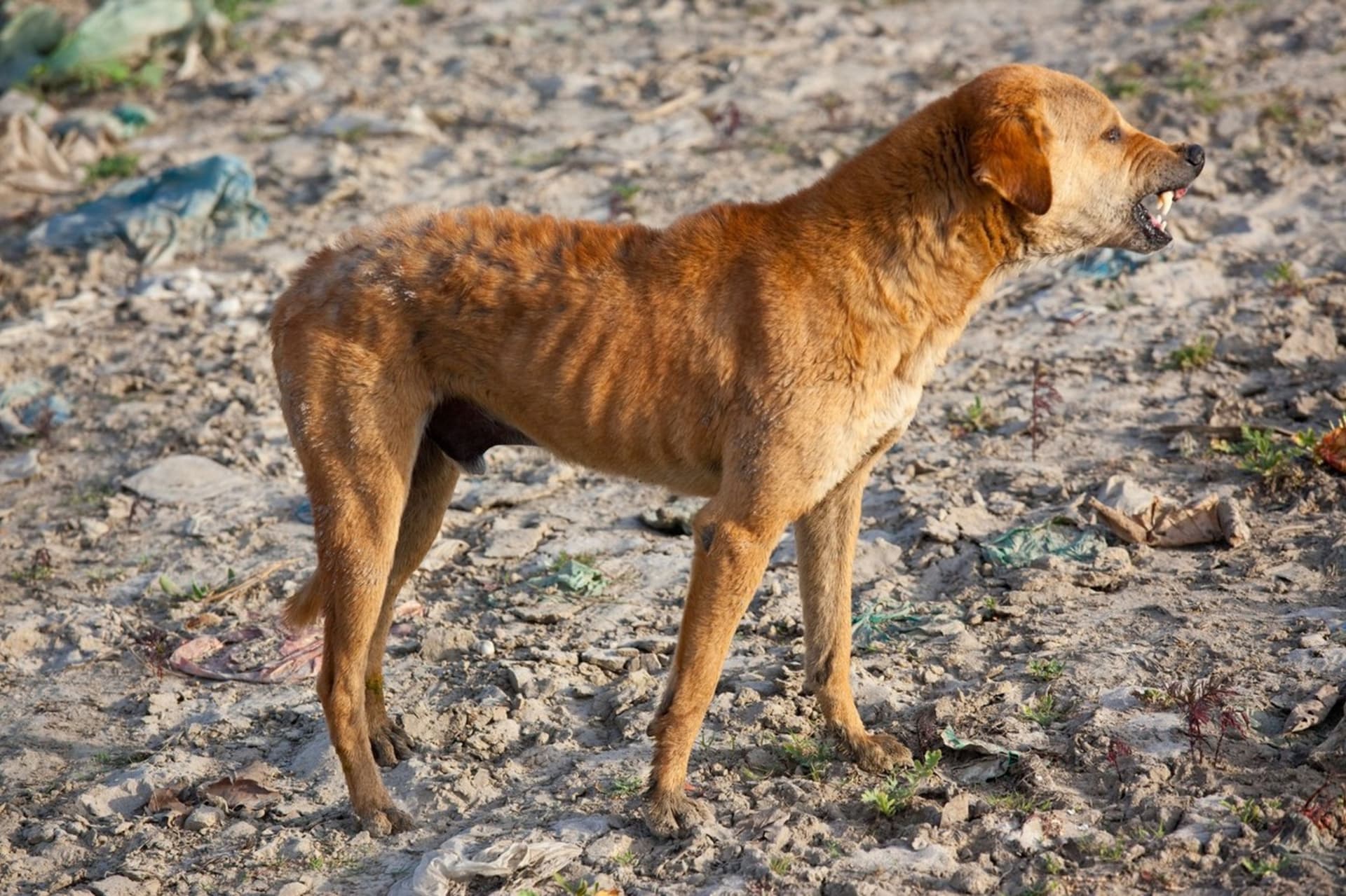 Toulaví psi v Indii u řeky vyhrabávají těla zemřelých. (Ilustrační snímek)